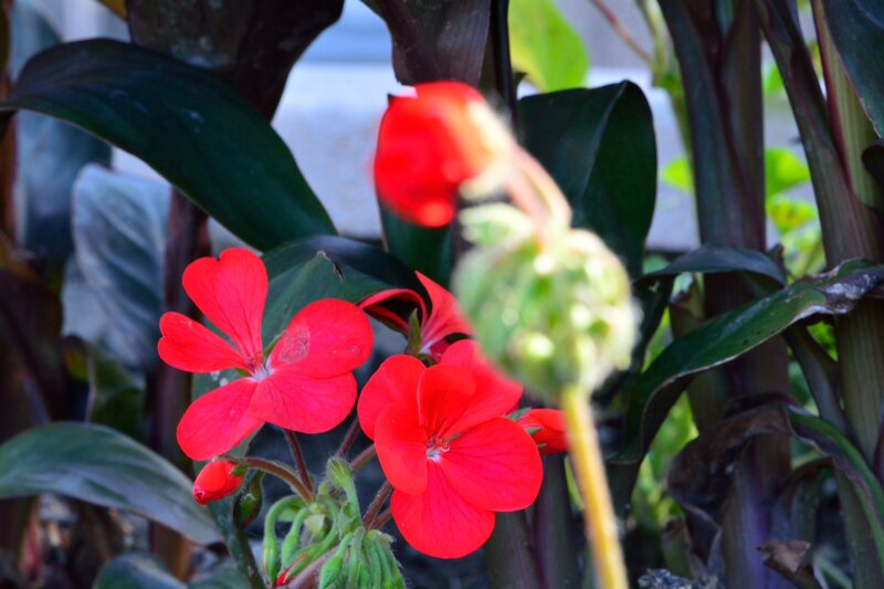 Red Geranium Flowers — Natural, Afternoon, Photograph, Green Leaves