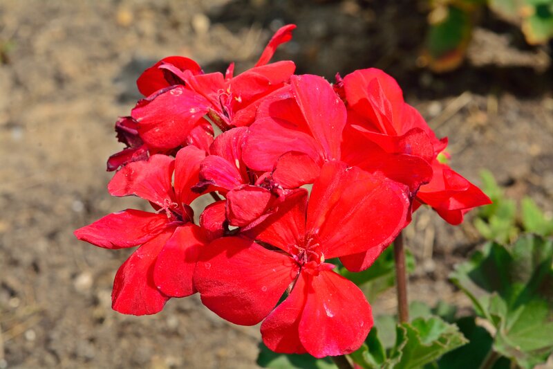 Red Geranium Flowers — Natural, Afternoon, Photograph