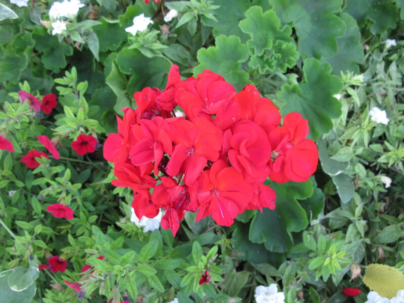 Red Geranium Flowers — Natural, Afternoon