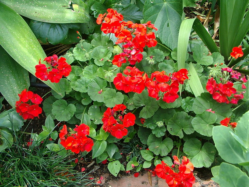 Red Geranium Flowers — Natural