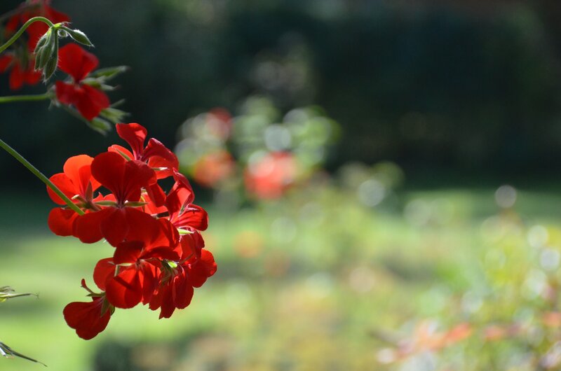 Red Geranium Flowers — Serene, Afternoon, Photograph
