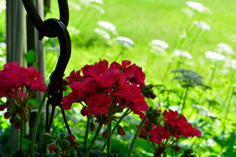 Red Geranium Flowers — Serene, Afternoon