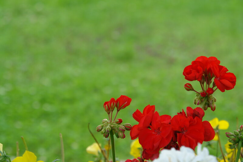 Red Geranium Flowers — Serene, Spring
