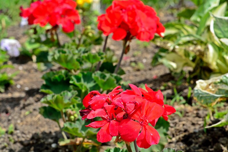 Red Geranium Flowers — Serene