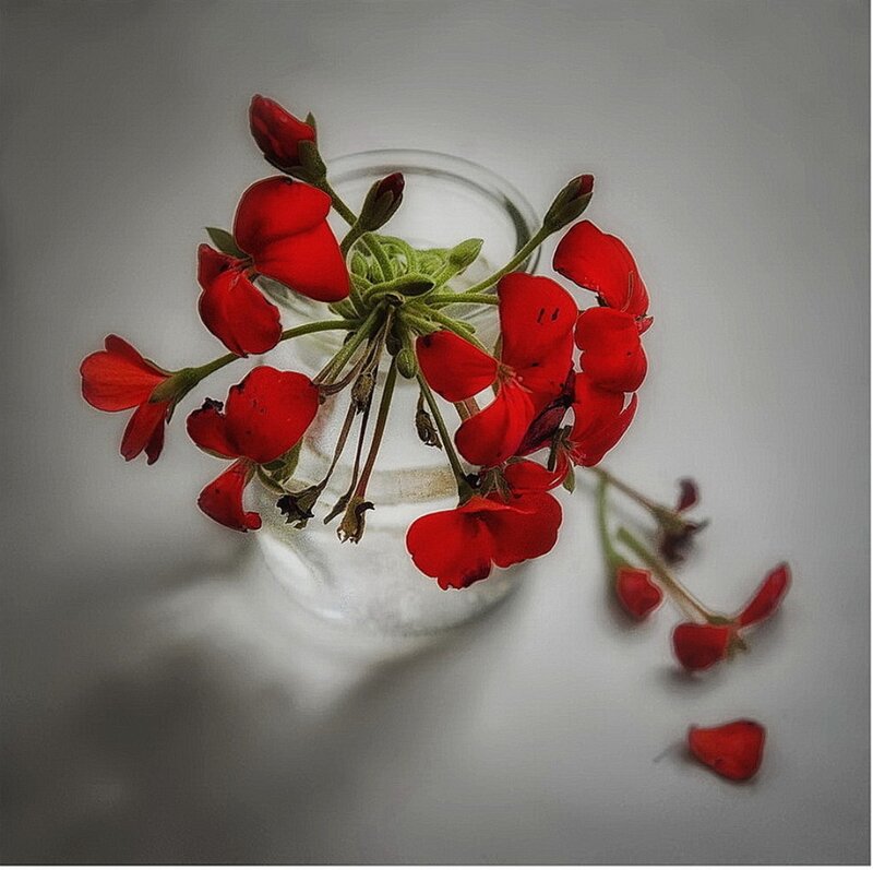 Red Geranium Flowers — Still Life