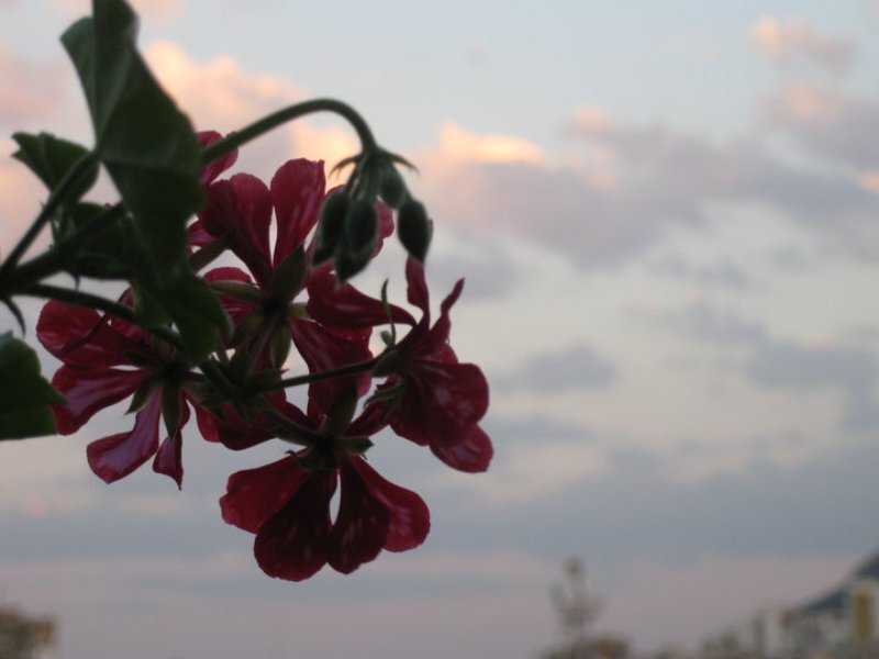 Red Geranium Flowers