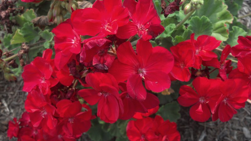 Red Geranium Flowers — Vibrant, Afternoon, Photograph, Green Leaves, Soil