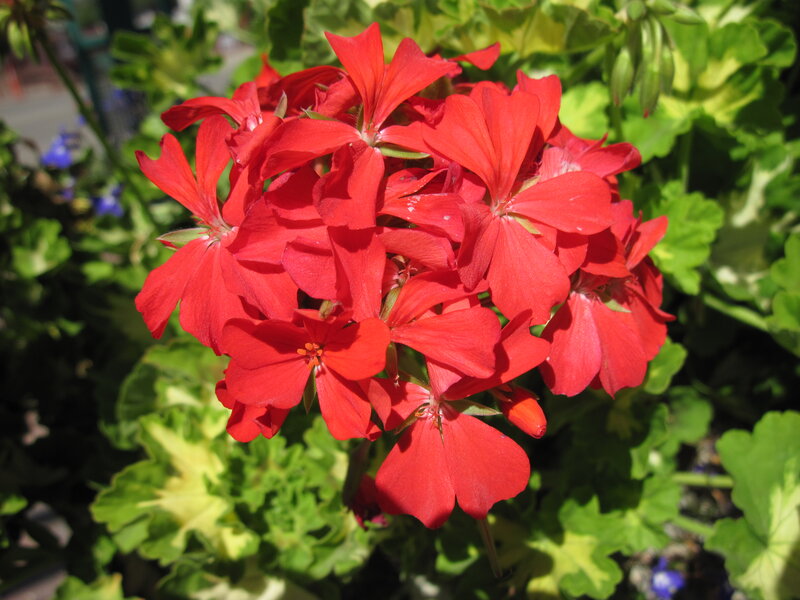 Red Geranium Flowers — Vibrant, Afternoon, Photograph, Green Leaves, Sunlight