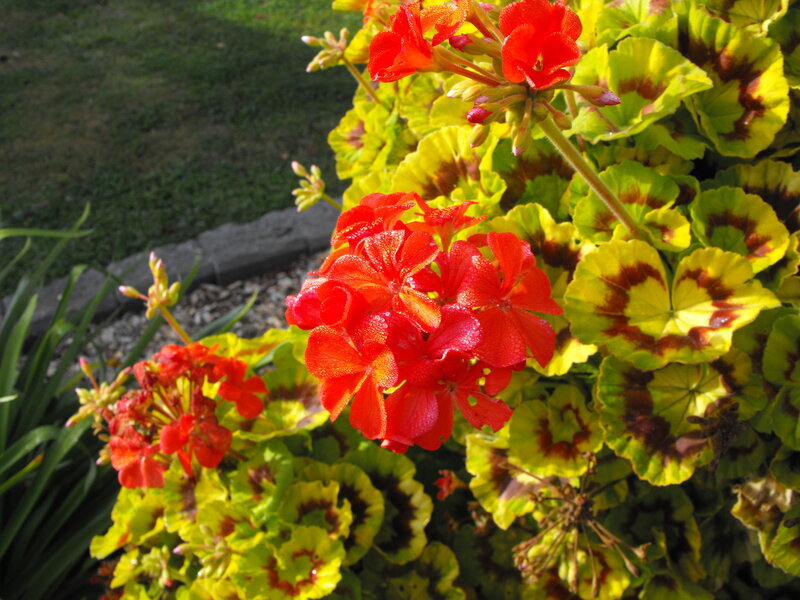 Red Geranium Flowers — Vibrant, Afternoon, Photograph, Leaves