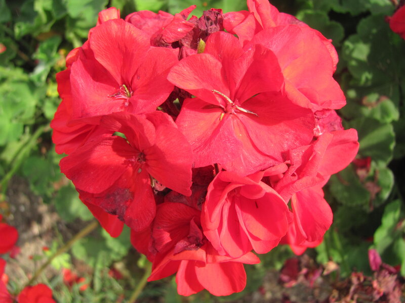 Red Geranium Flowers — Vibrant, Afternoon, Photograph