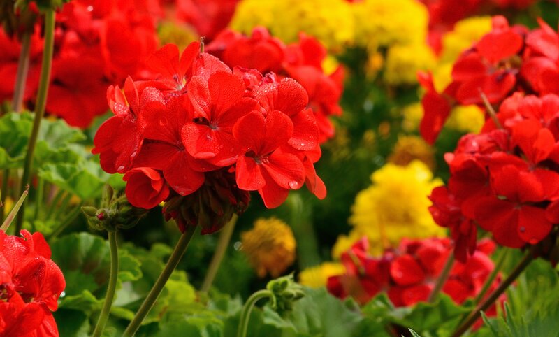 Red Geranium Flowers — Vibrant, Afternoon, Photograph, Yellow Flowers