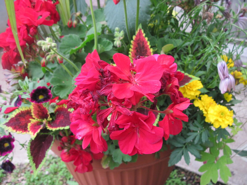 Red Geranium Flowers — Vibrant, Afternoon, Photograph, Yellow Marigolds