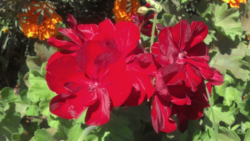 Red Geranium Flowers — Vibrant, Afternoon