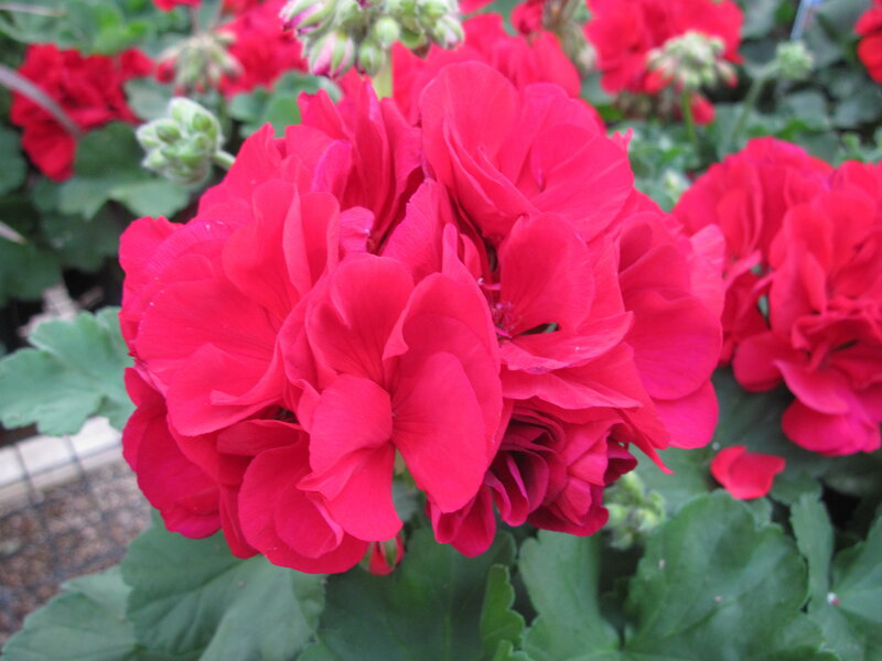Red Geranium Flowers — Vibrant, Photograph, Green Leaves, Flower Buds