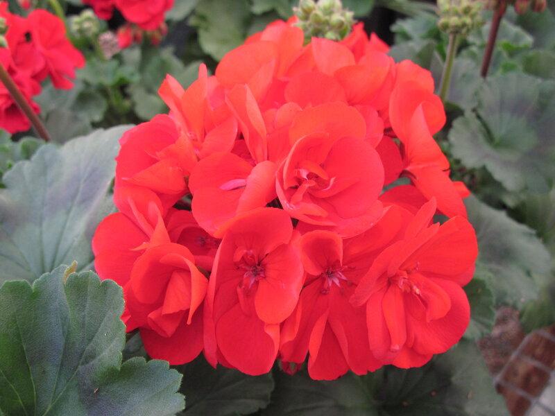 Red Geranium Flowers — Vibrant, Photograph, Green Leaves