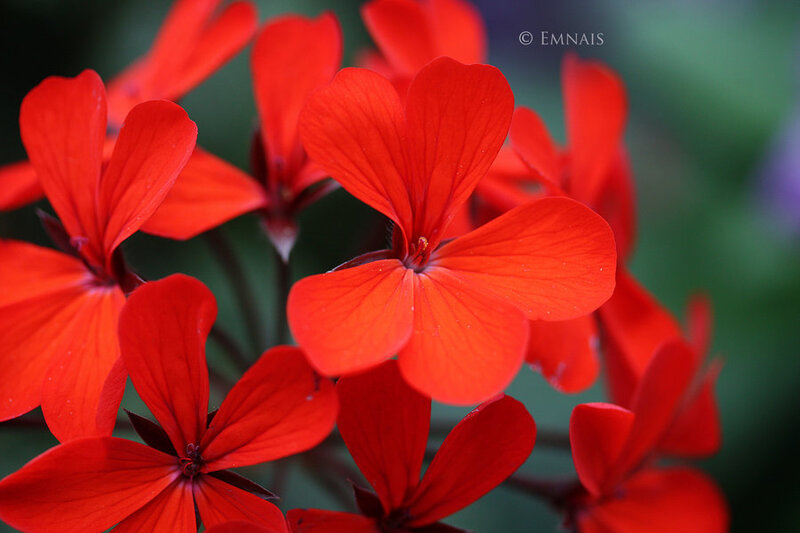 Red Geranium Flowers — Vibrant, Photograph