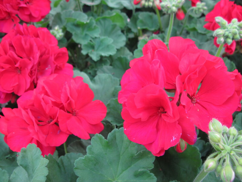 Red Geranium Flowers — Vibrant, Summer, Photograph