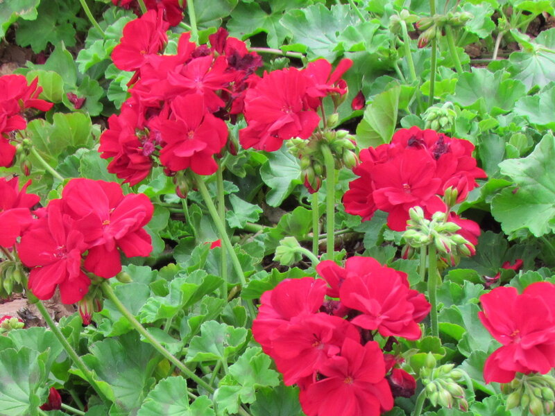 Red Geranium Flowers — Vibrant, Summer