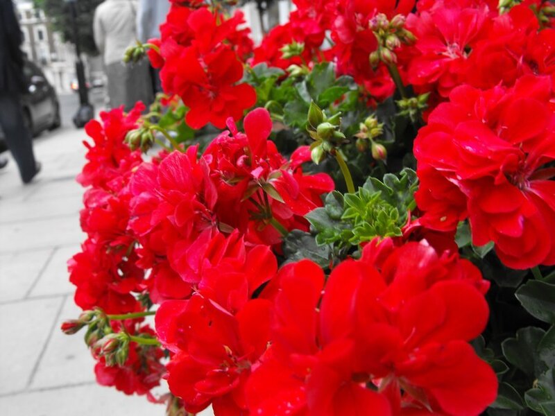 Red Geranium Flowers — Vibrant