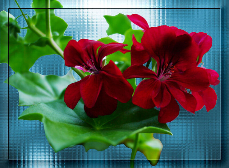 Red geranium flowers with green leaves