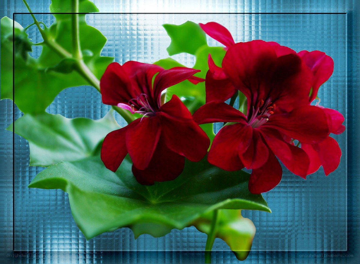 Red geranium flowers with green leaves