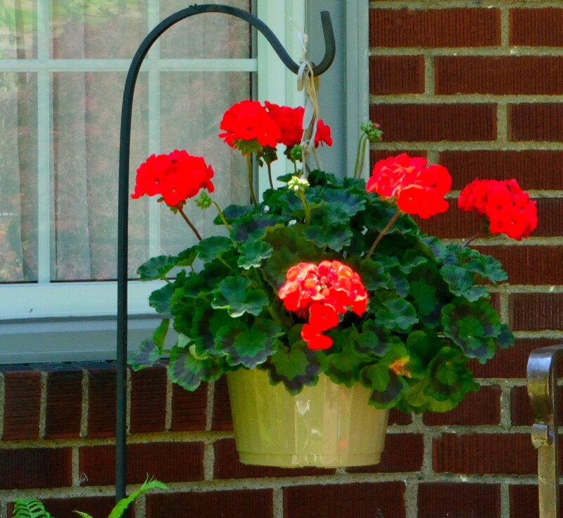 Red Geranium in Hanging Pot