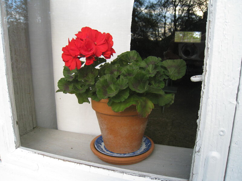 Red Geranium in Pot — Calm