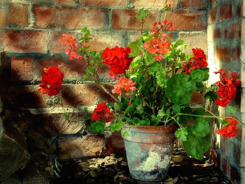 Red Geranium in Pot