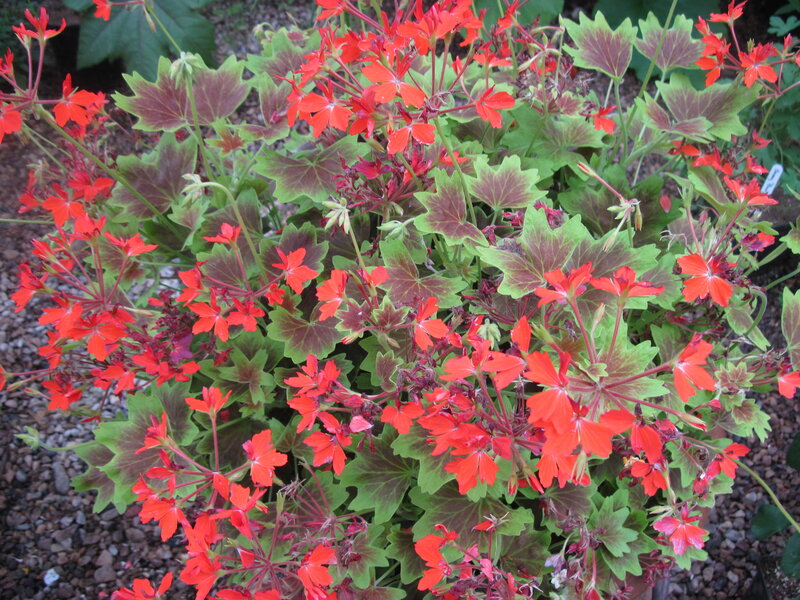 Red Geranium Plant