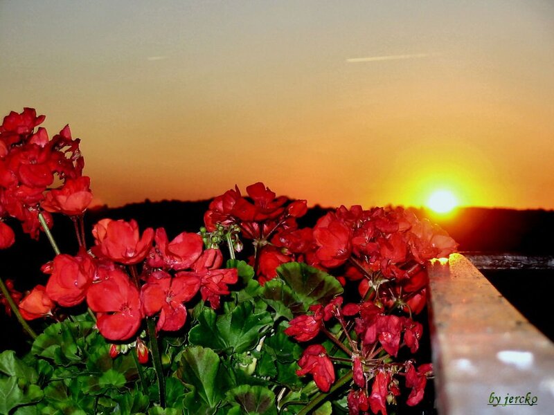 Red Geraniums at Sunset