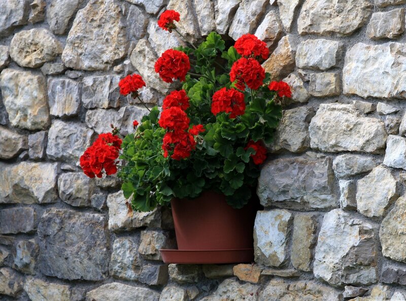 Red geraniums in a pot