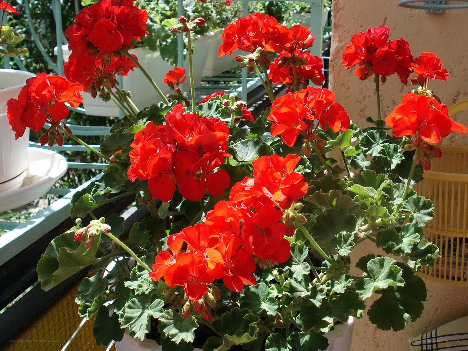 Red geraniums in a pot