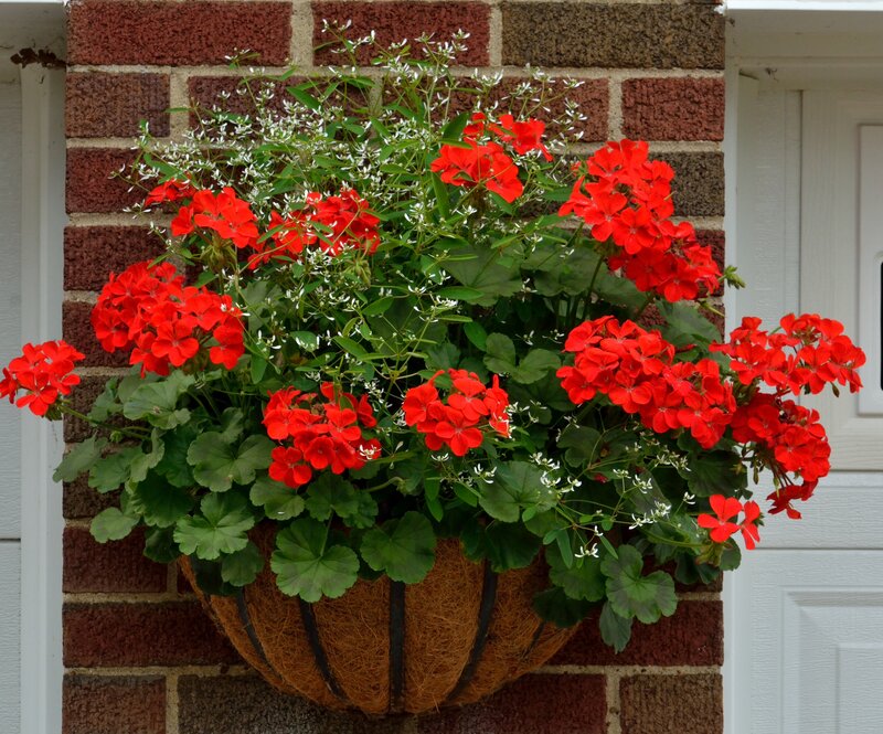 Red Geraniums in Basket