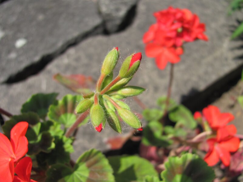 Red geraniums in bloom
