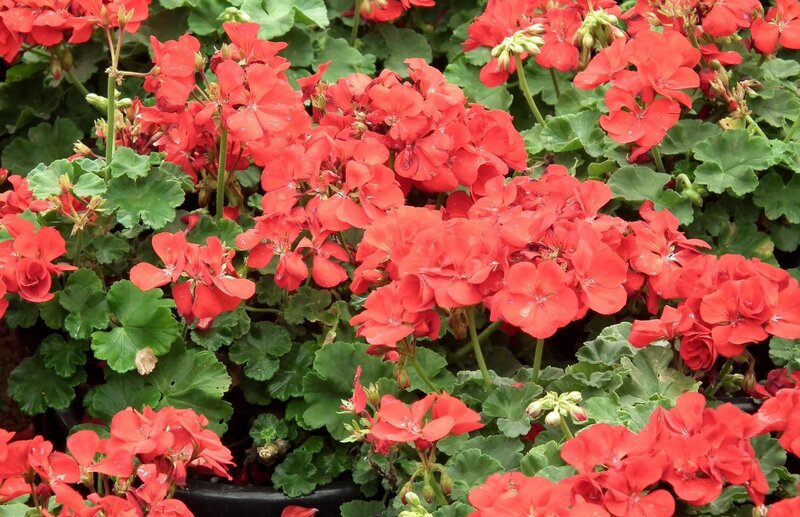 Red geraniums in full bloom