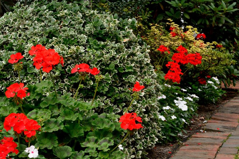 Red Geraniums in Garden — Serene