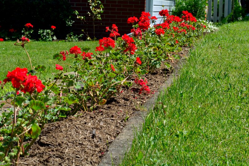 Red Geraniums in Garden