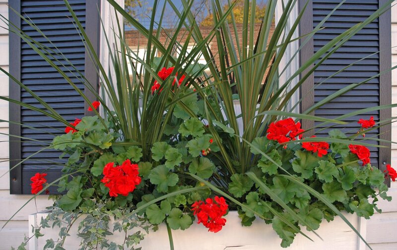 Red Geraniums in Planter — Calm