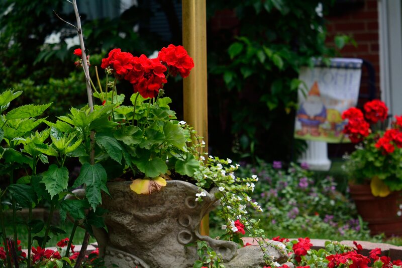Red Geraniums in Planter