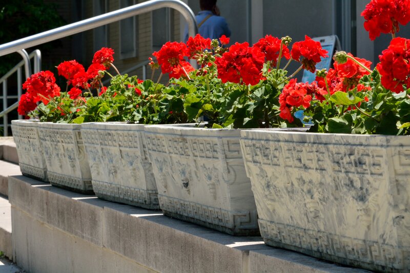 Red Geraniums in Planters