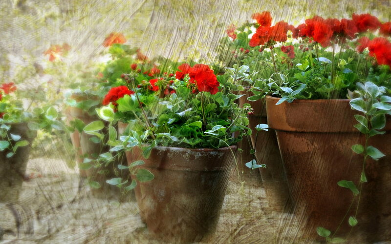 Red Geraniums in Pots — Calm, Afternoon