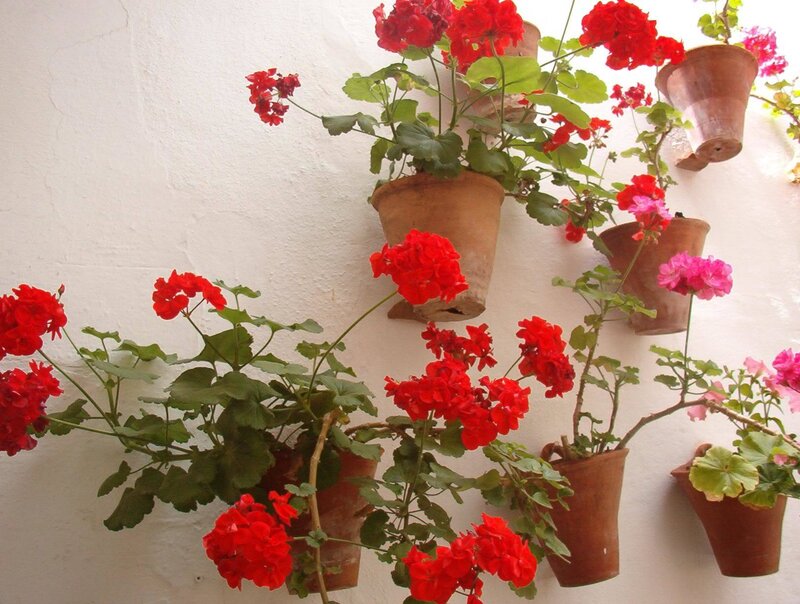 Red Geraniums in Pots — Calm