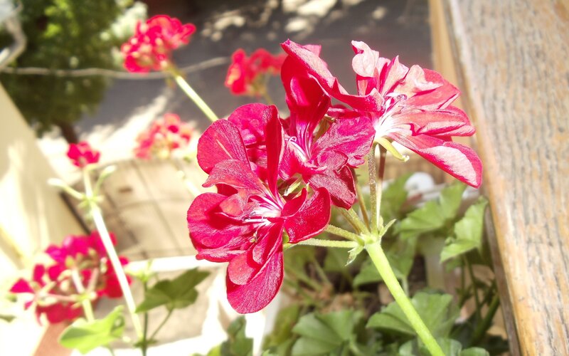 Red geraniums in sunlight