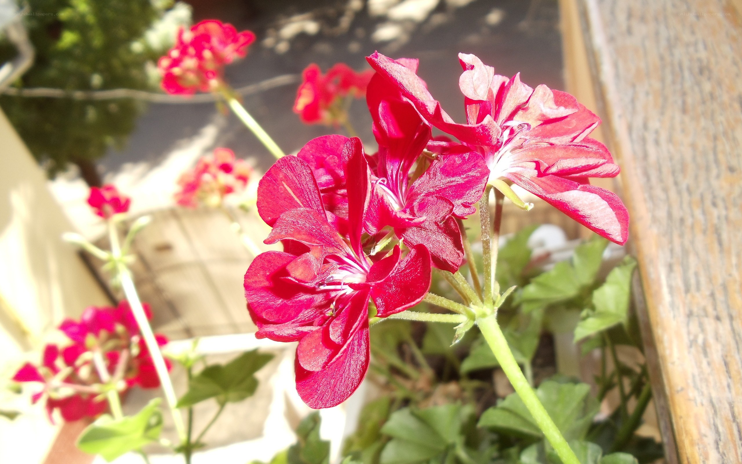 Red geraniums in sunlight