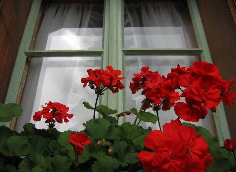 Red Geraniums in Window Box