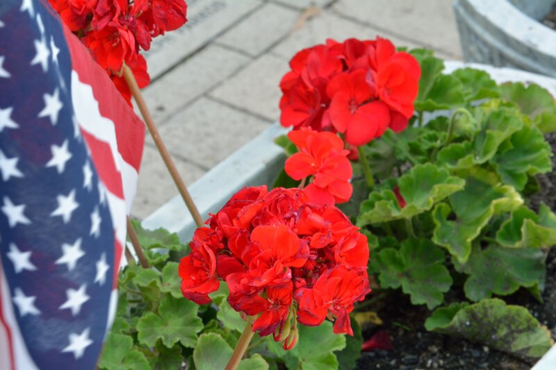Red Geraniums with Flag