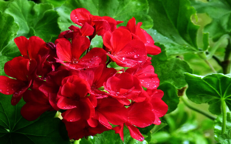 Red geraniums with water droplets