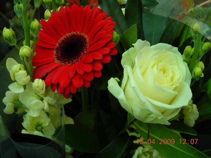 Red gerbera and white rose bouquet