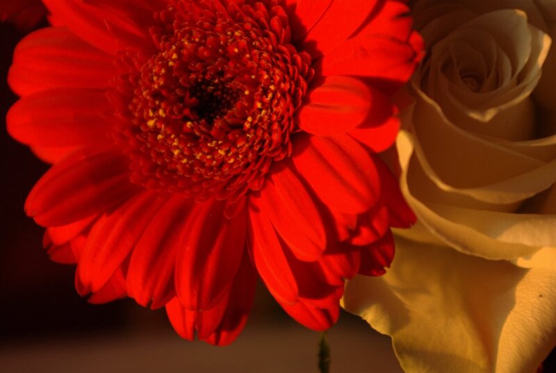 Red Gerbera and White Rose
