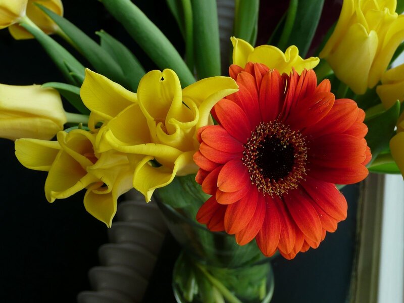 Red Gerbera and Yellow Tulips